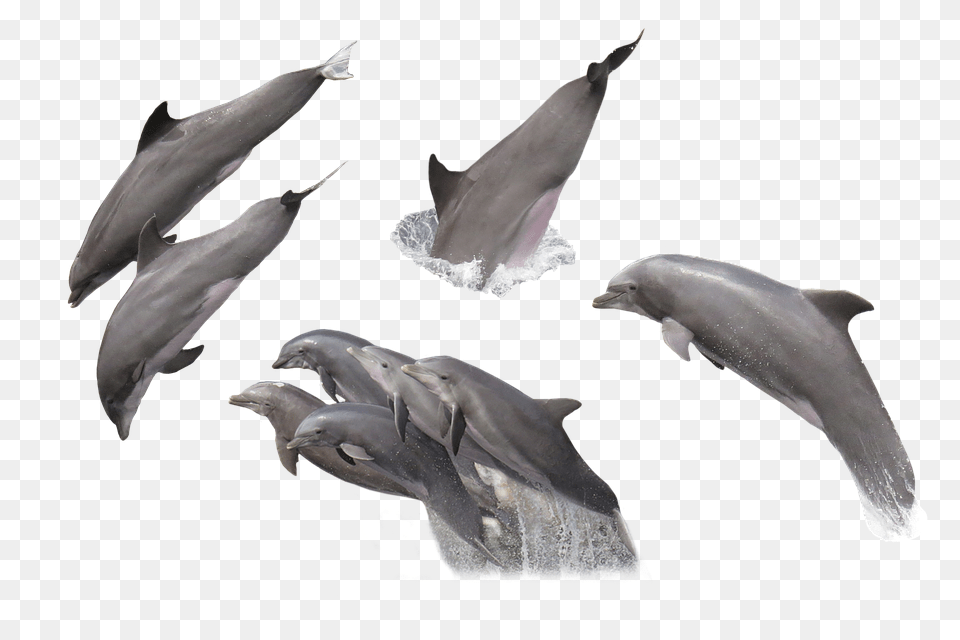 Dolphins Animal, Dolphin, Mammal, Sea Life Free Transparent Png