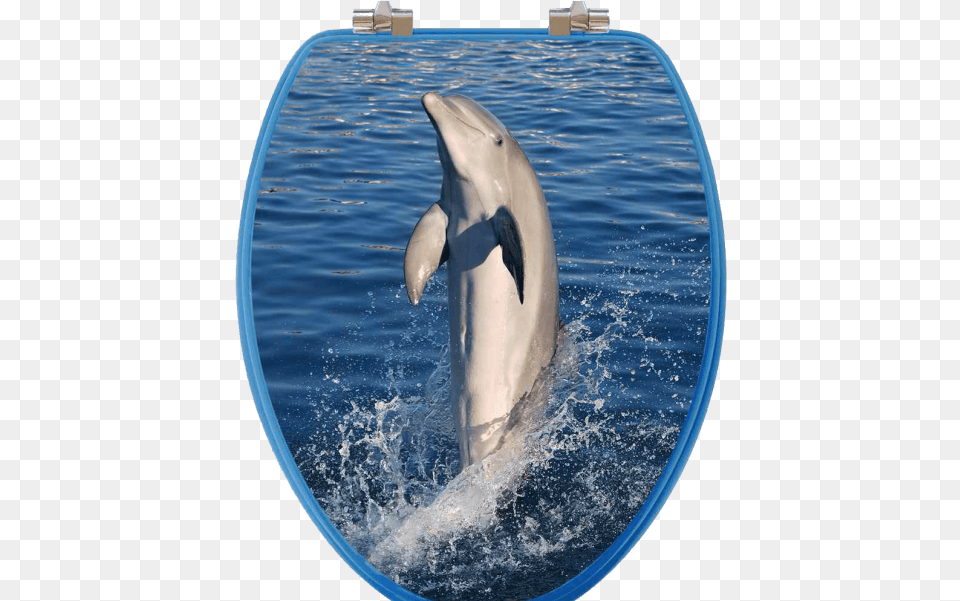 Dolphins Elongated Toilet Seat Topseat 6ts3r8300cp Vario Scenario Dolphins Round 3d, Animal, Dolphin, Mammal, Sea Life Png