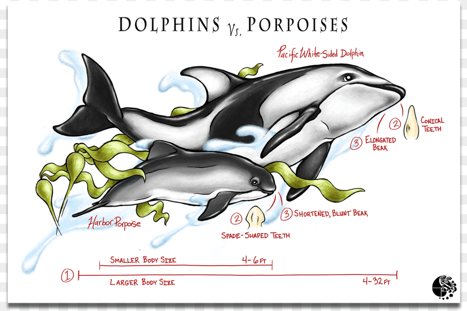 Dolphins Vs Porpoise Killer Whale, Animal, Dolphin, Mammal, Sea Life Free Transparent Png