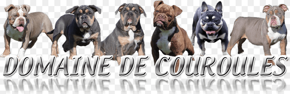 Domaine De Couroules Logo Archive, Animal, Boxer, Bulldog, Canine Png Image