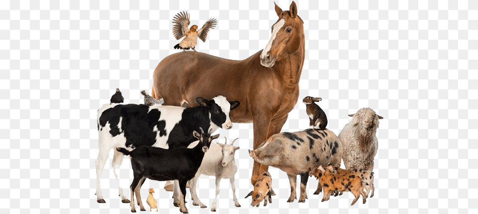Domestic Animals Group Of Different Animals, Animal, Mammal, Pig, Bird Free Transparent Png