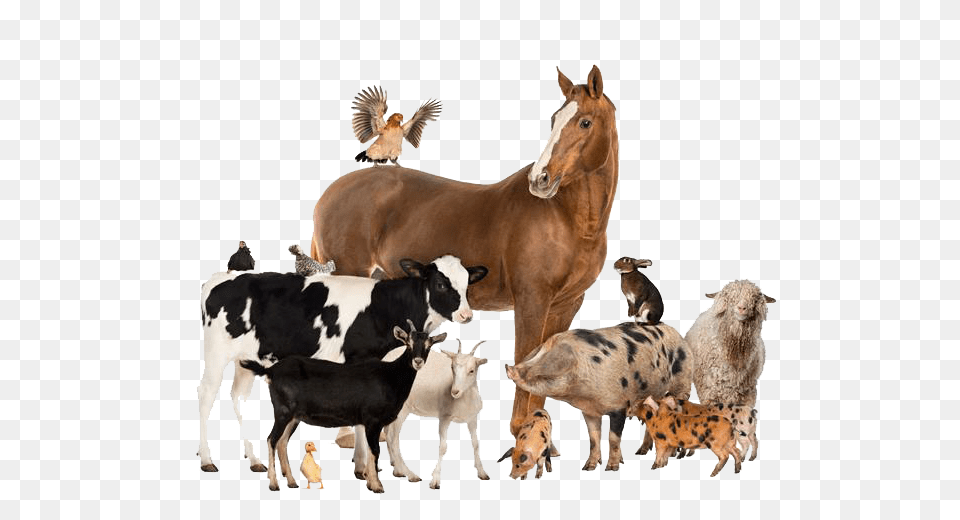 Domestic Animals Group Of Different Animals, Animal, Herd, Mammal, Pig Free Png Download