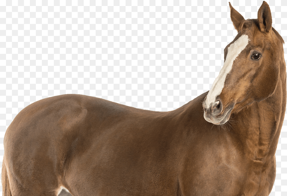 Domestic Animals Images Hd, Animal, Colt Horse, Horse, Mammal Png Image