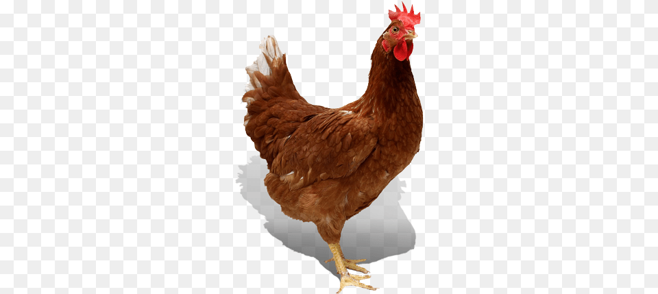 Domestic Broiler Feed Chicken Of The Sea Meme, Animal, Bird, Fowl, Poultry Png