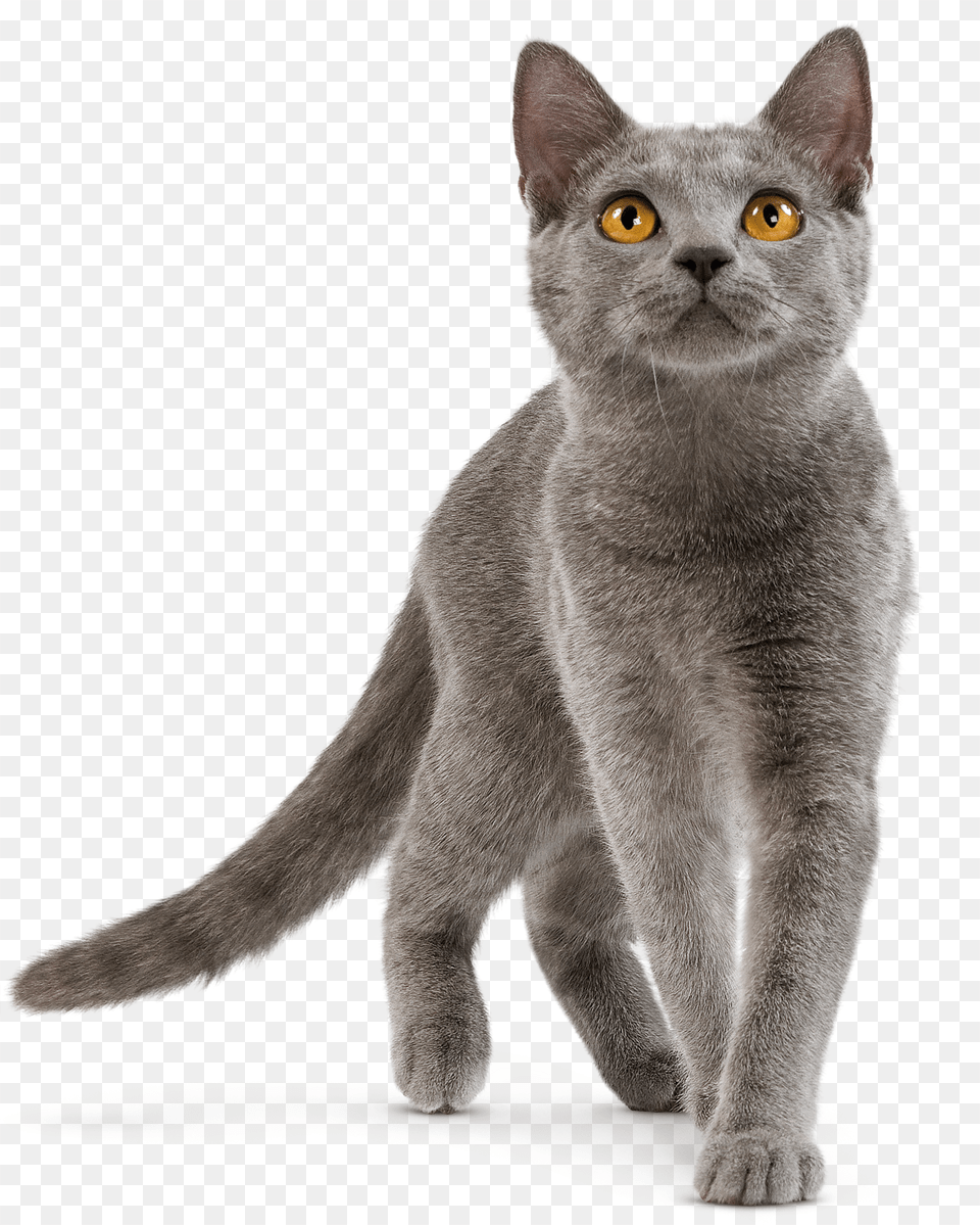 Domestic Cat British Shorthair Cat Playing, Abyssinian, Animal, Mammal, Pet Free Transparent Png