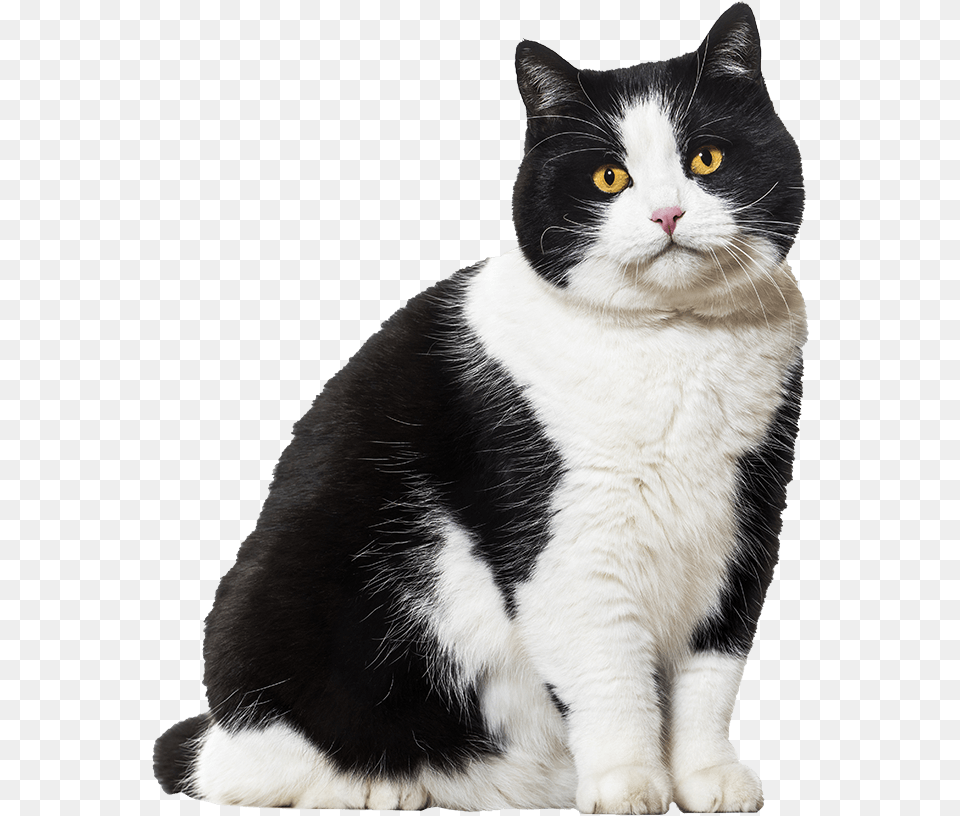 Domestic Cat Cat, Animal, Mammal, Manx, Pet Free Png