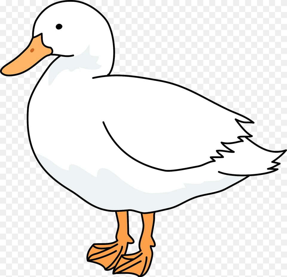 Domestic Duck Clipart, Animal, Anseriformes, Bird, Waterfowl Png