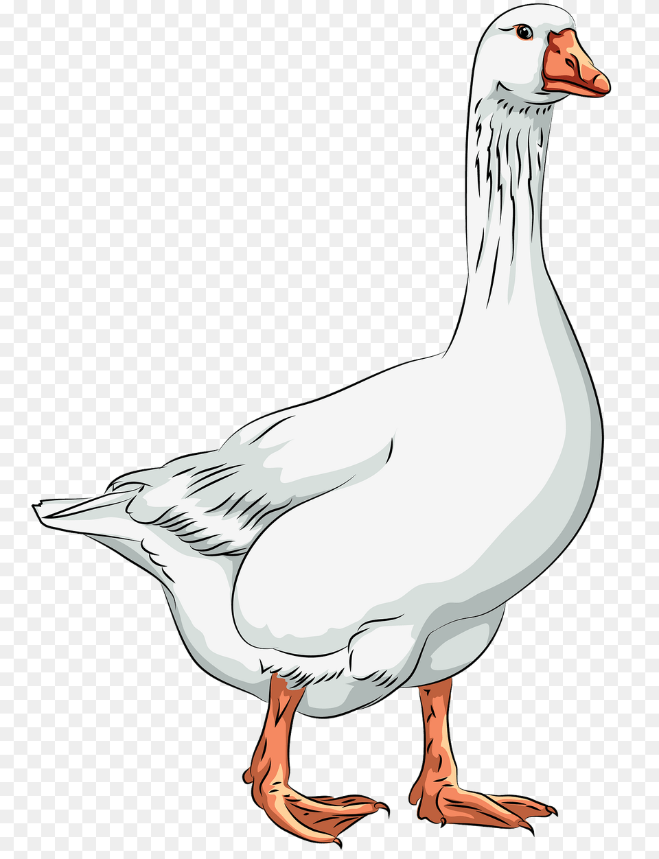Domestic Goose Clipart, Animal, Bird, Waterfowl Png Image