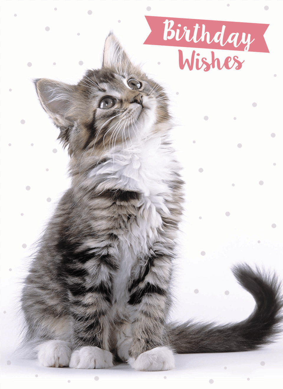 Domestic Long Haired Cat, Animal, Kitten, Mammal, Pet Free Transparent Png