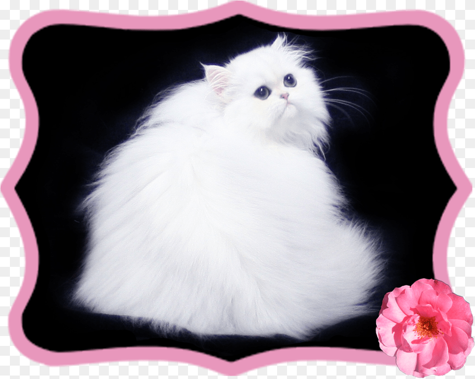 Domestic Long Haired Cat, Angora, Animal, Mammal, Pet Free Png