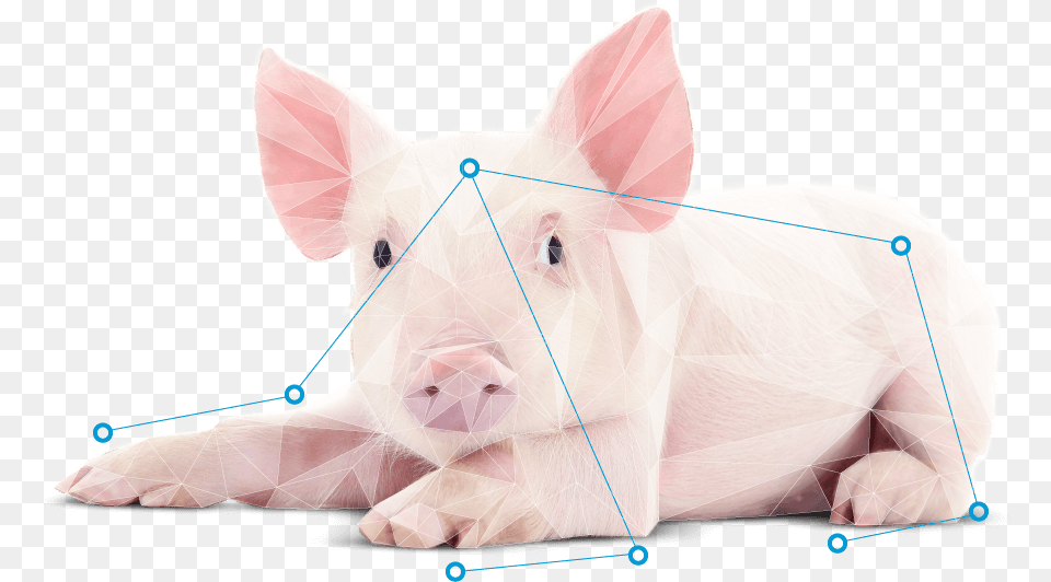 Domestic Pig, Animal, Hog, Mammal, Baby Free Png Download
