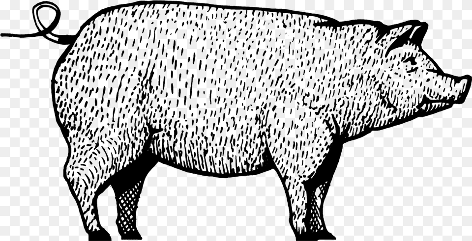 Domestic Pig, Gray Free Png