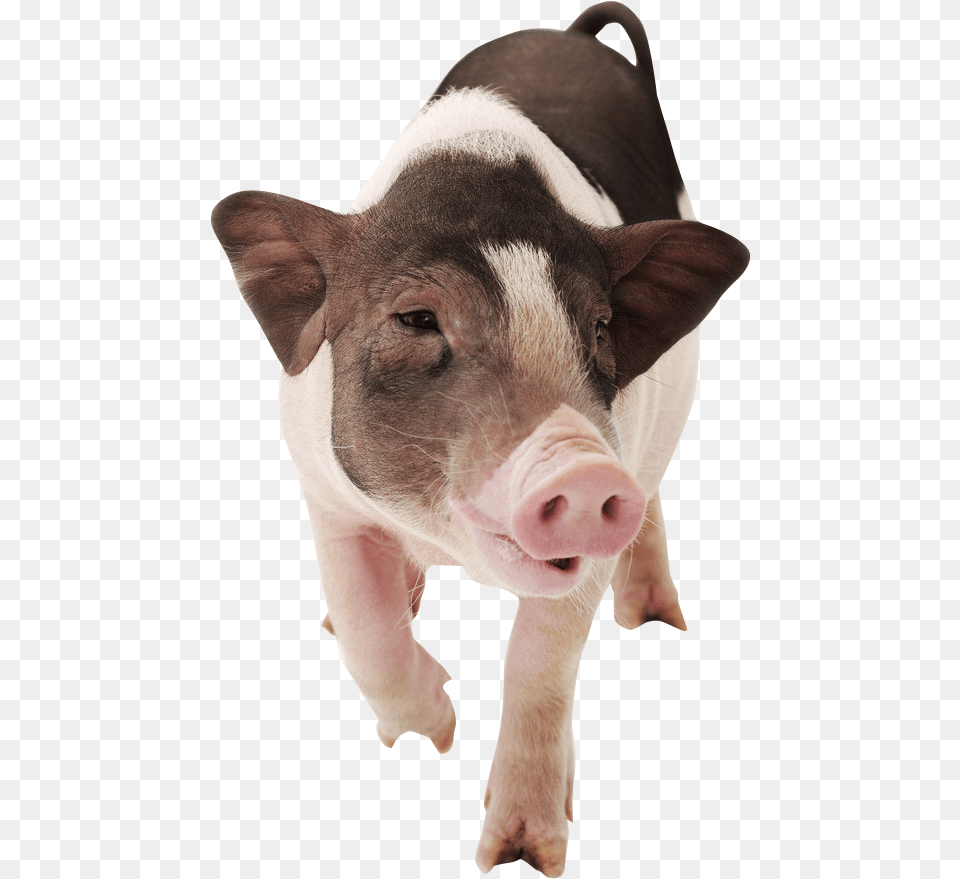 Domestic Pig, Animal, Mammal, Hog, Boar Png Image