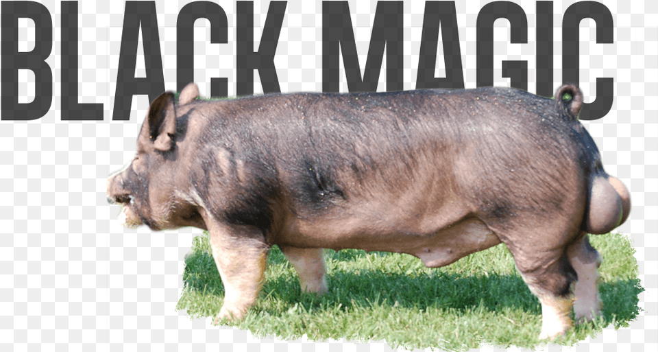 Domestic Pig, Animal, Boar, Hog, Mammal Free Png Download