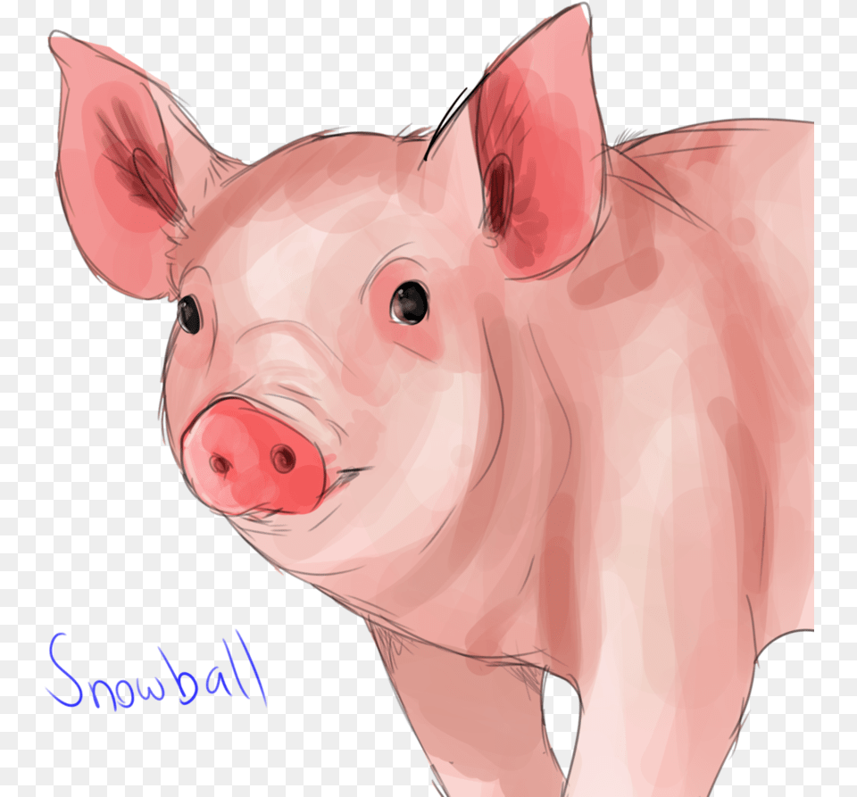 Domestic Pig, Animal, Hog, Mammal, Person Free Png