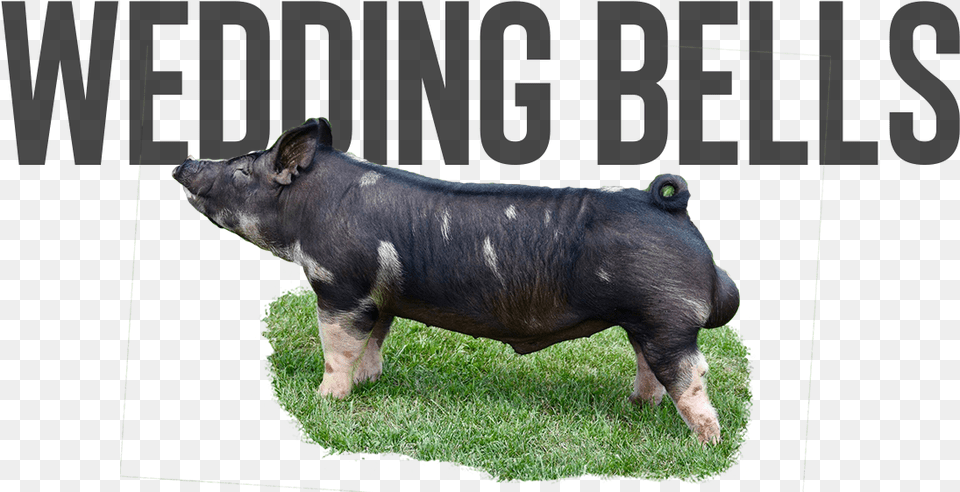 Domestic Pig, Animal, Boar, Hog, Mammal Free Transparent Png