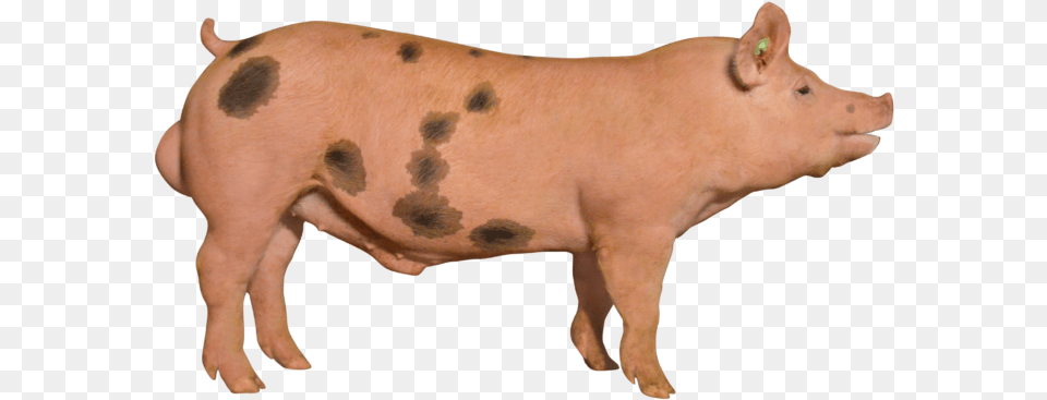 Domestic Pig, Animal, Boar, Hog, Mammal Png Image
