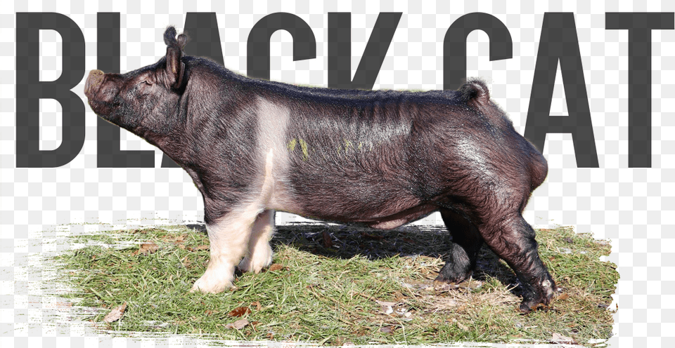 Domestic Pig, Animal, Boar, Hog, Mammal Free Png