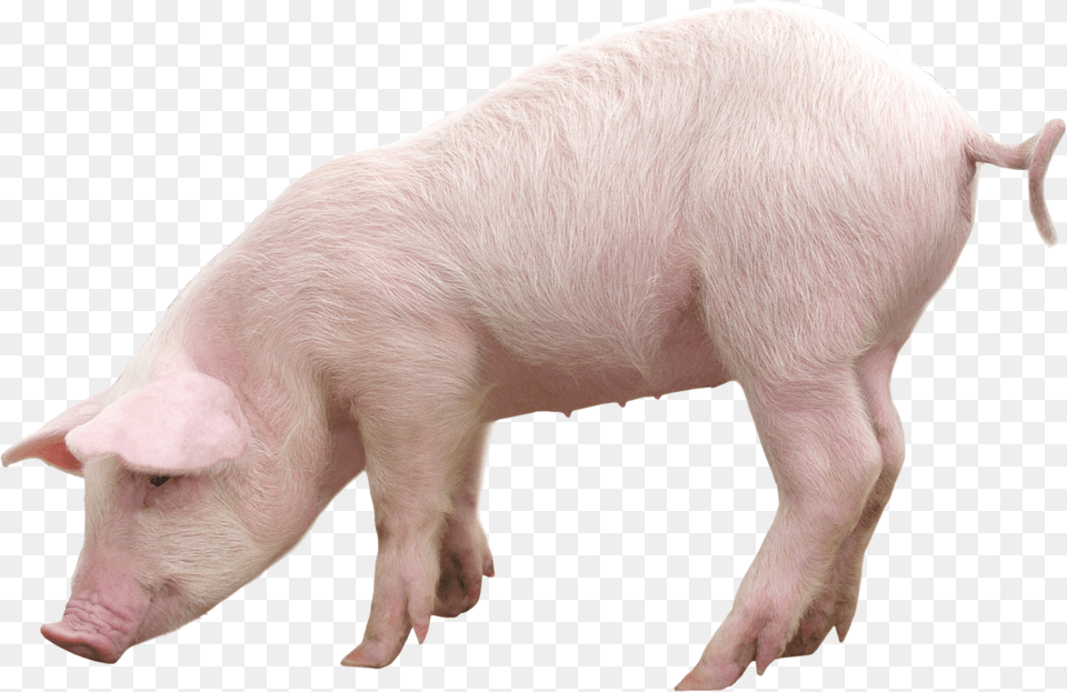 Domestic Pig Clip Art Pig Free Png Download