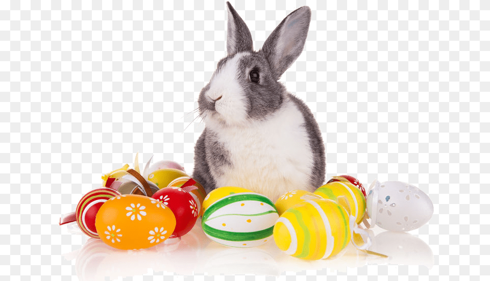 Domestic Rabbit, Animal, Mammal, Kangaroo, Food Free Transparent Png