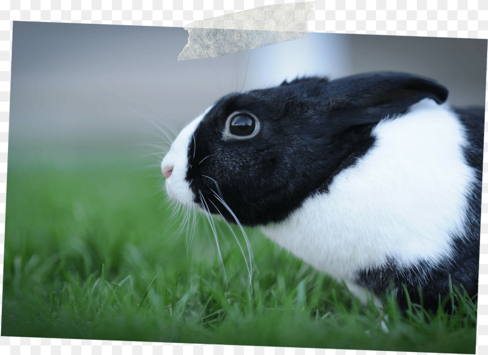 Domestic Rabbit, Animal, Mammal, Cat, Hare Free Png