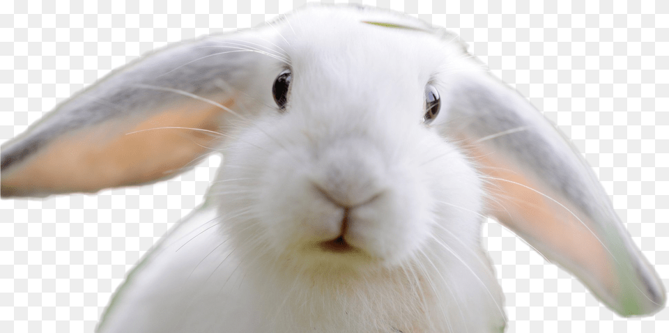 Domestic Rabbit, Animal, Mammal, Cat, Pet Free Png Download