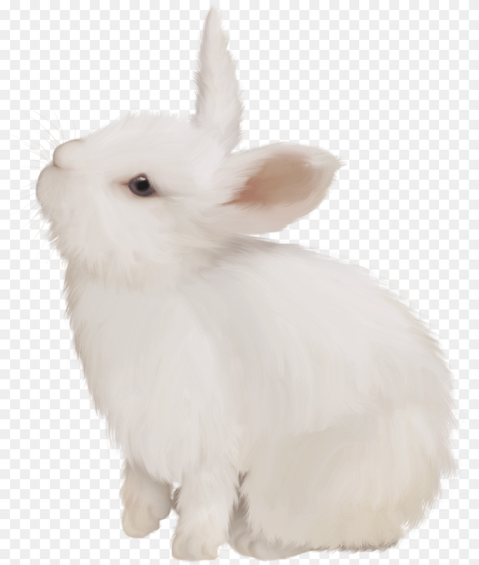 Domestic Rabbit White Rabbit Easter Bunny European Domestic Rabbit, Animal, Bird, Chicken, Fowl Free Transparent Png