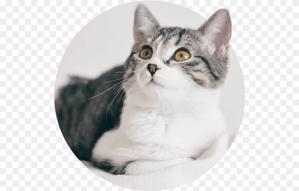 Domestic Short Haired Cat, Animal, Mammal, Manx, Pet Free Png Download