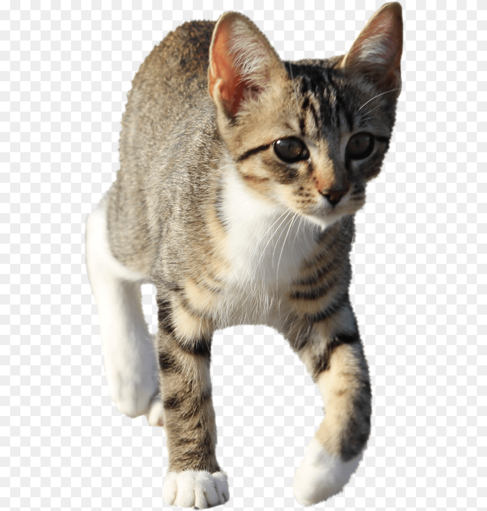 Domestic Short Haired Cat, Abyssinian, Animal, Mammal, Pet Png Image