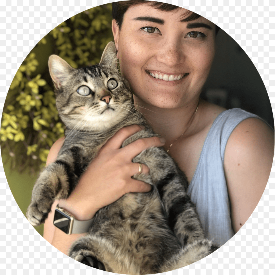 Domestic Short Haired Cat, Head, Person, Face, Portrait Png