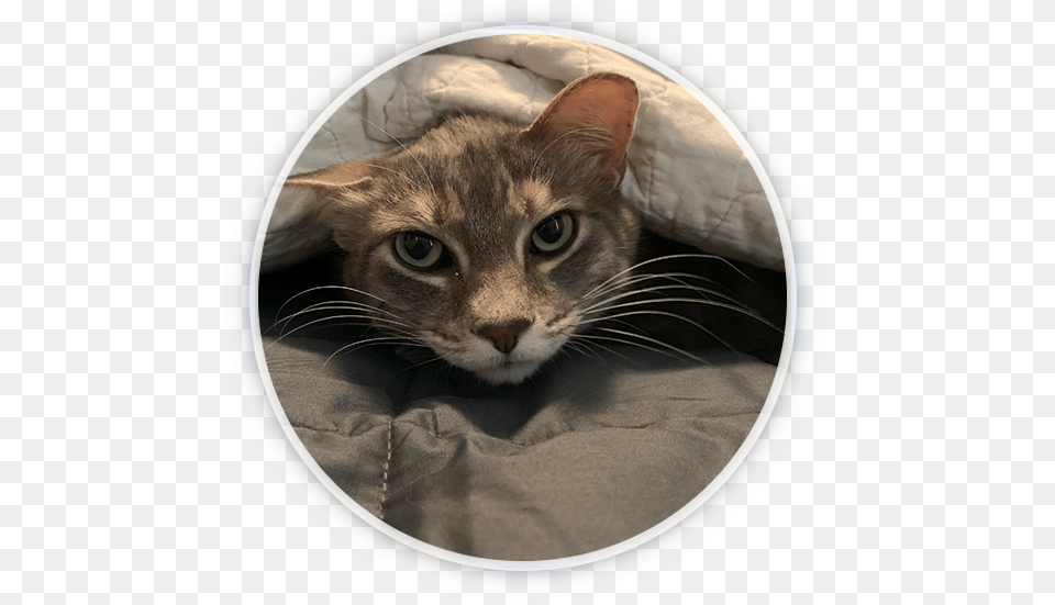 Domestic Short Haired Cat, Abyssinian, Animal, Mammal, Pet Free Transparent Png