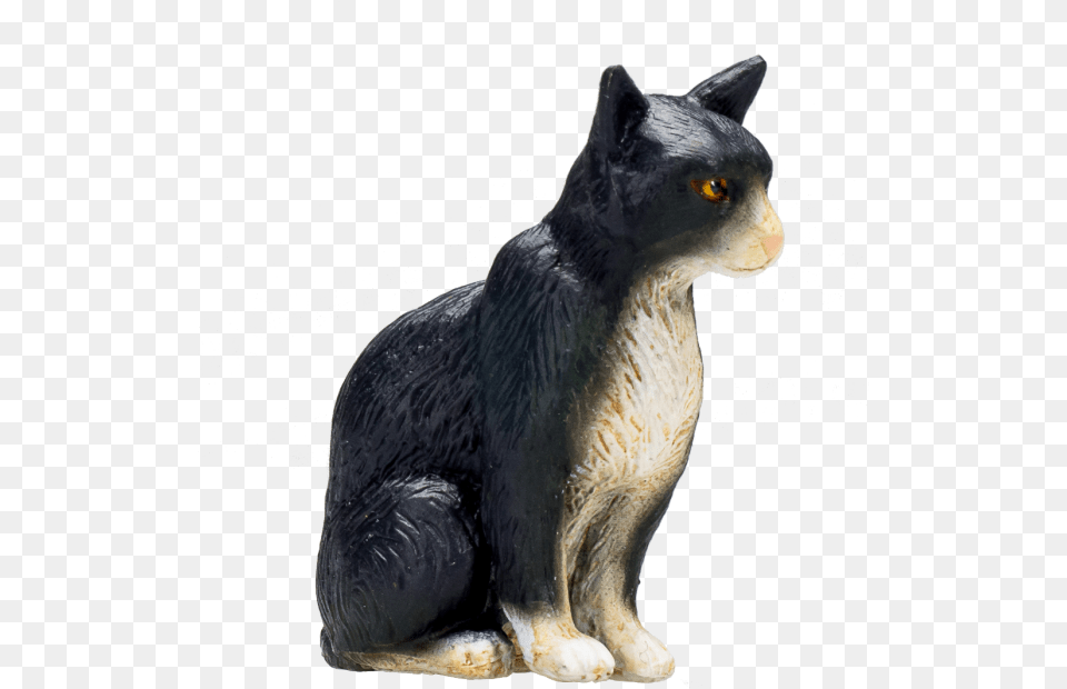 Domestic Short Haired Cat, Animal, Mammal, Pet, Bird Png Image