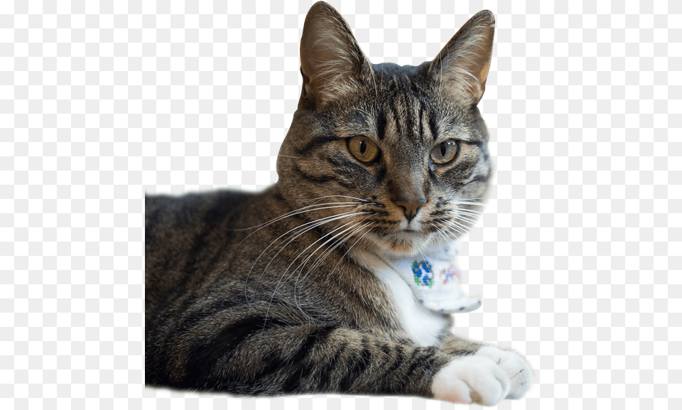 Domestic Short Haired Cat, Abyssinian, Animal, Mammal, Pet Free Png Download