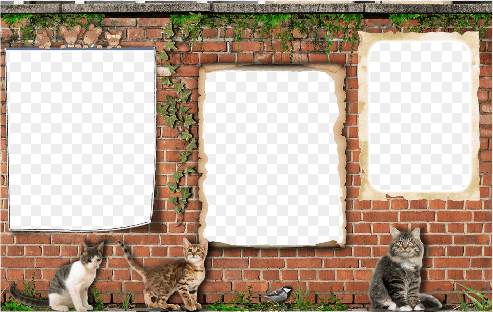 Domestic Short Haired Cat, Brick, Animal, Pet, Mammal Free Transparent Png