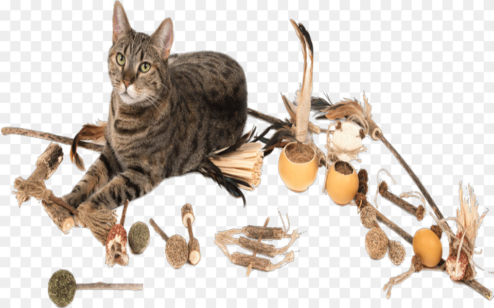 Domestic Short Haired Cat, Animal, Mammal, Pet, Food Png Image