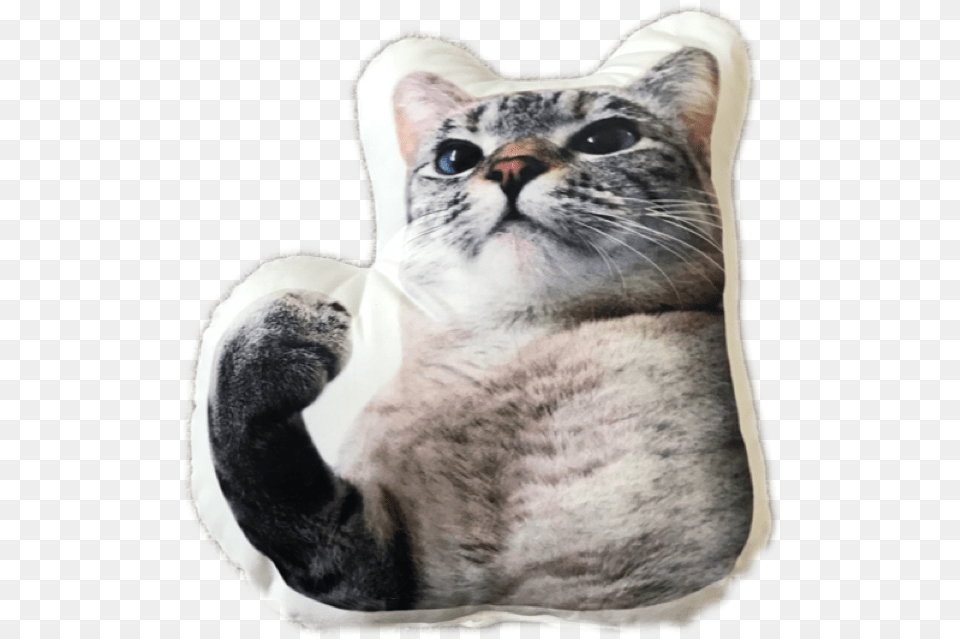 Domestic Short Haired Cat, Cushion, Home Decor, Animal, Mammal Free Transparent Png