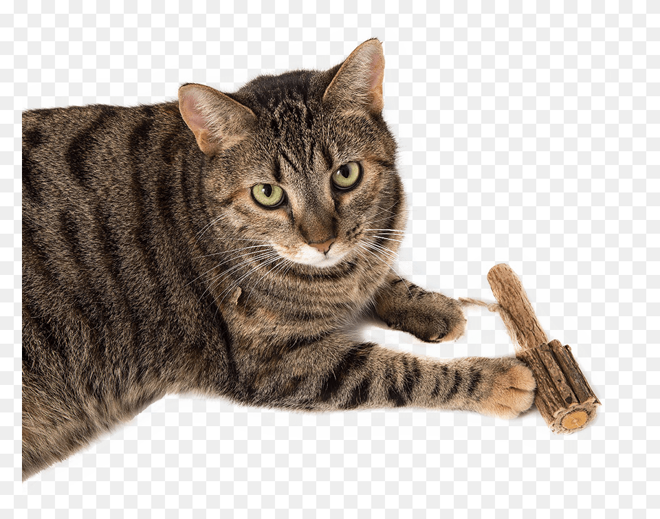 Domestic Short Haired Cat, Animal, Mammal, Pet, Manx Png