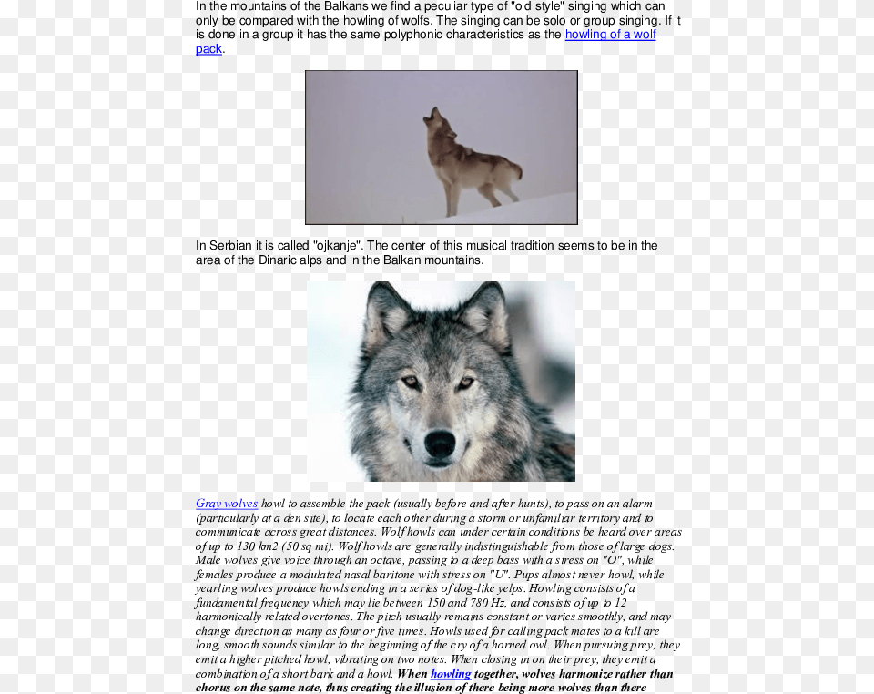 Domestication Syndrome In Humans, Animal, Mammal, Wolf, Canine Free Png Download
