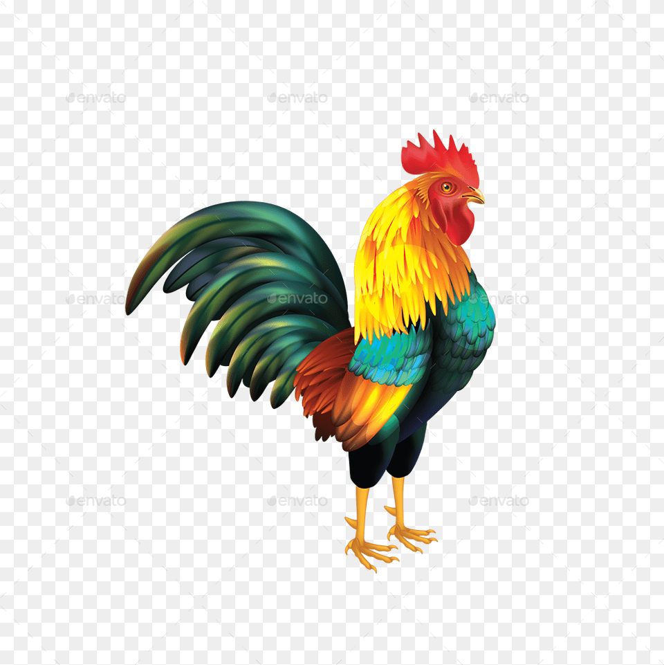 Don T Be A Cock Sucker, Animal, Bird, Chicken, Fowl Png Image