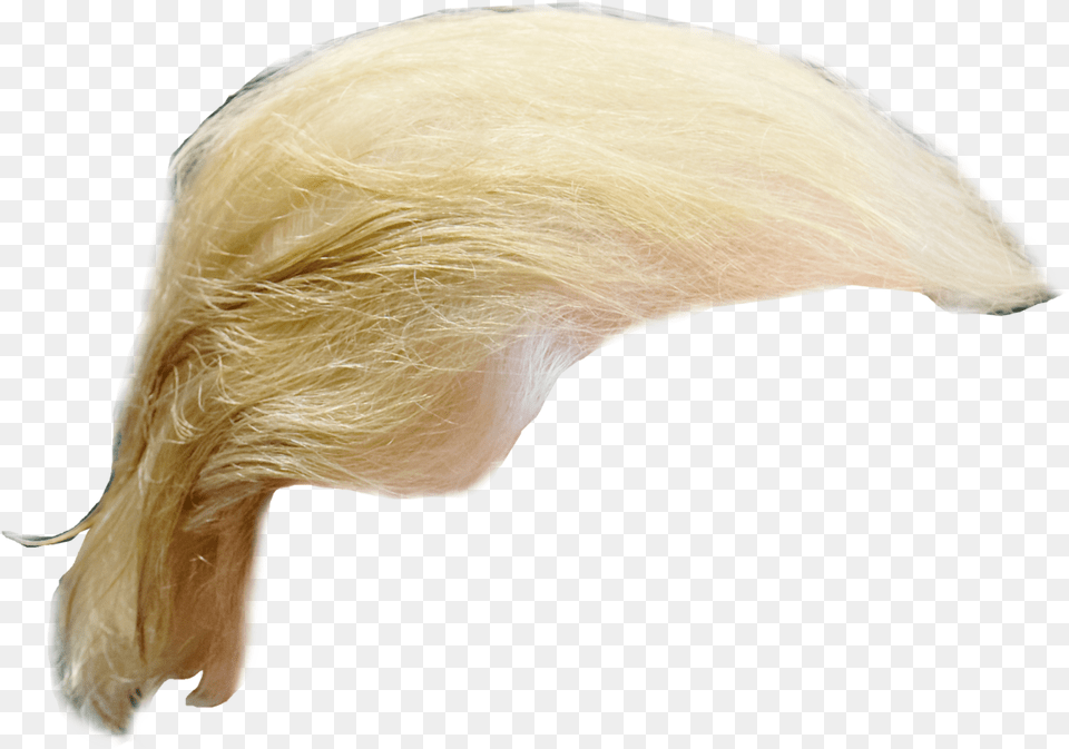 Donald Trump Hair, Adult, Female, Person, Woman Png