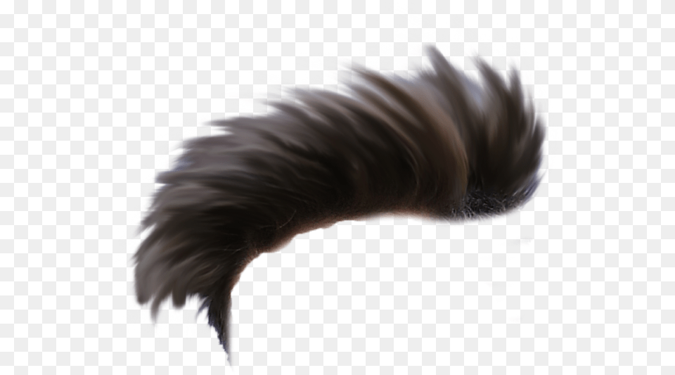 Donald Trump Hair Cb Editing Hair One Side Hair, Animal, Bird, Mohawk Hairstyle, Person Free Png Download