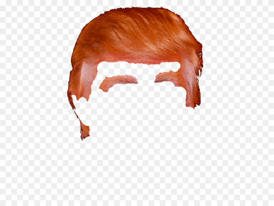 Donald Trump Hair Donald Trump Hair, Face, Head, Person, Photography Free Transparent Png