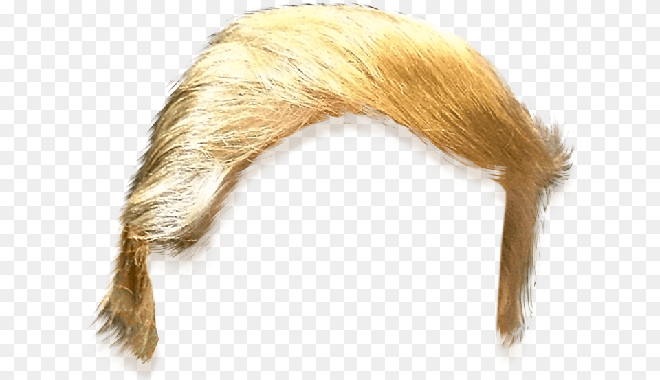 Donald Trump Hair Image Trumps Hair, Animal, Bird, Anteater, Mammal Free Transparent Png