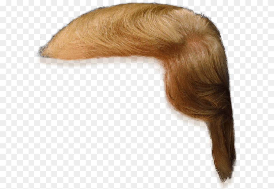 Donald Trump Hair Only, Adult, Person, Woman, Female Free Png