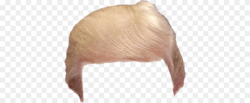 Donald Trump Hair Transparent 5 Trump Hair, Animal, Mammal, Baby, Person Png Image