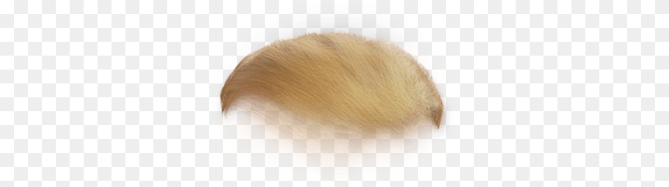Donald Trump Hair Transparent Blond, Vegetable, Food, Produce, Plant Free Png Download