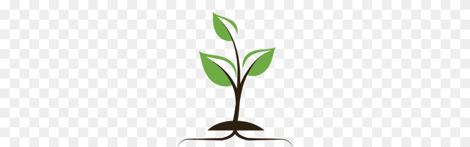 Donate, Leaf, Plant, Herbal, Herbs Png
