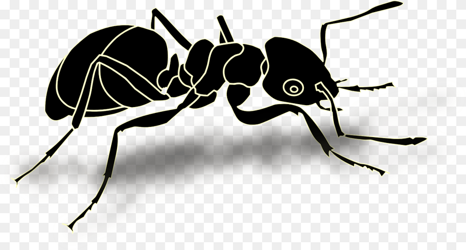 Donate, Animal, Ant, Insect, Invertebrate Png