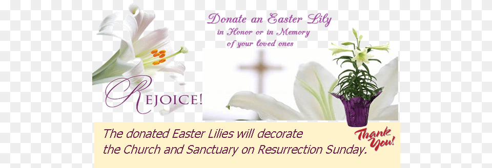 Donate An Easter Lily Lily, Flower, Plant, Anther, Envelope Free Png Download