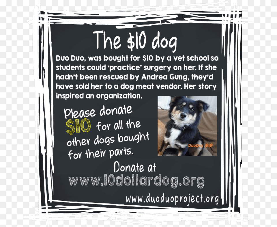 Donate At 10dollardog Banner, Advertisement, Poster, Animal, Canine Free Png Download